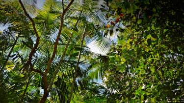 Maísa forest conservation project in Brasil