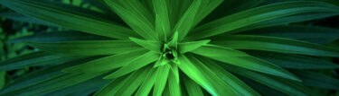 feuilles