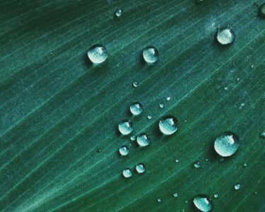 gouttelettes d'eau sur une feuille