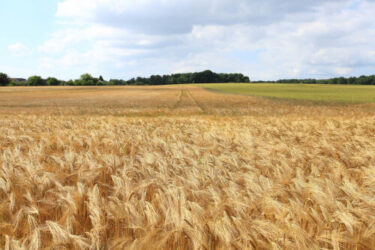 field of wheat