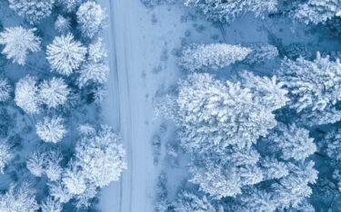 winter forest