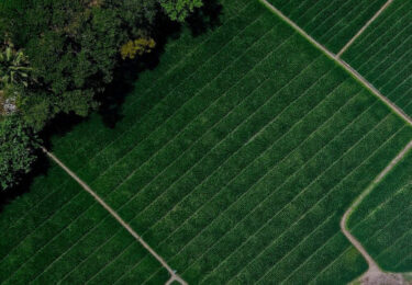 aerial view of a farm next to a forest