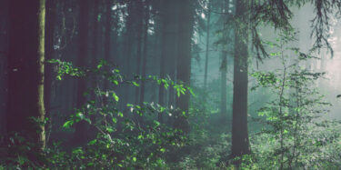 sunlight coming through the forest