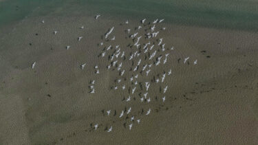 biodiversity uae 1
