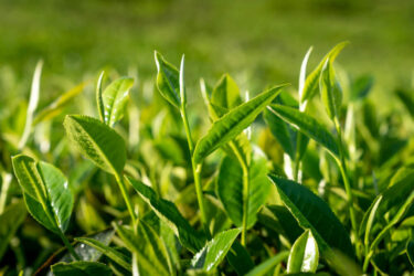 close up of young tea leaves