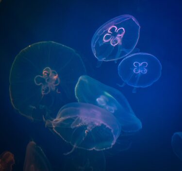 Jelly Fish in water