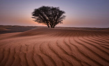 a tree in the desert