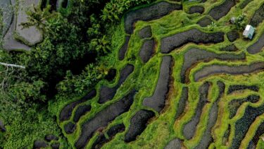 rice fields