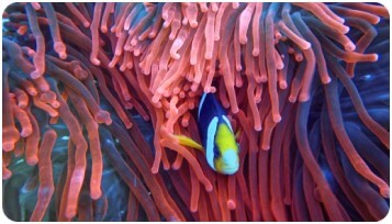 nature essentials image 1