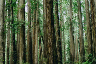 research report – carbon footprint of construction equipment 1 forest trees turnks nature landscape 1 1