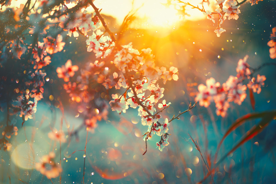 spring blossom background. nature scene with blooming trees