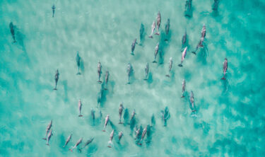 dolphins in shallow water 375x222 1 1