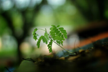 sapling