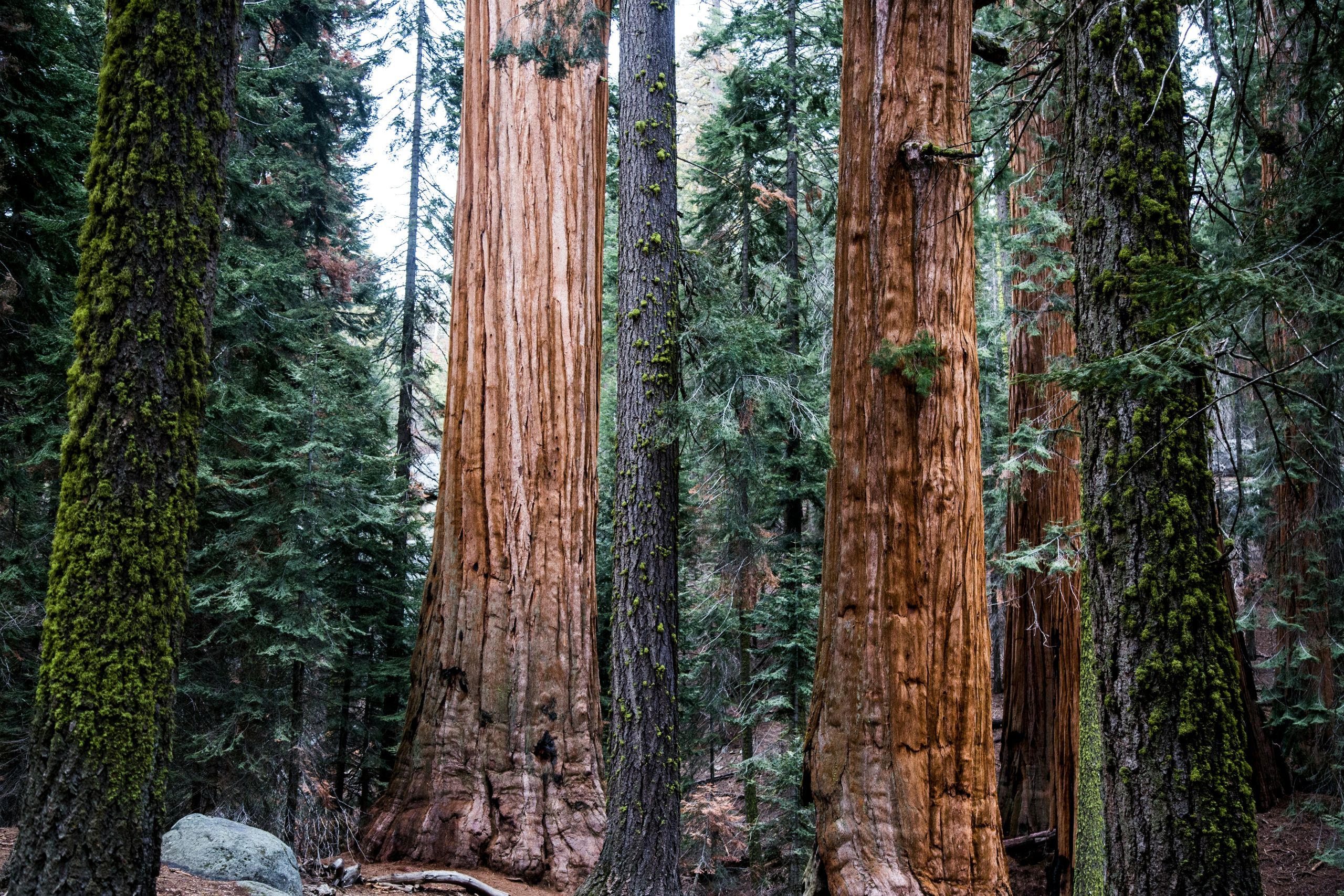 sequoia in a forest
