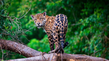 maísa forest conservation project in brasil