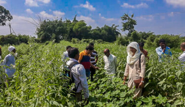 Agroforestry in India