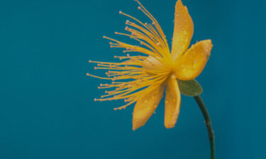Yellow Flower
