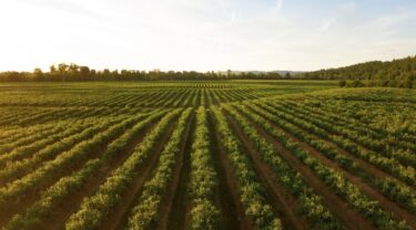farm field