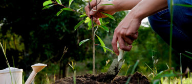 COP28: Goodbye Denial, Hello Nature planting a tree
