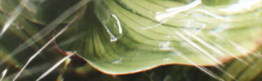 Shrink Wrap