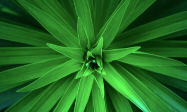 looking down on a plant