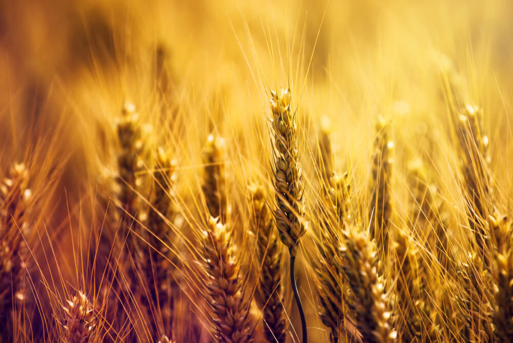 field of wheat