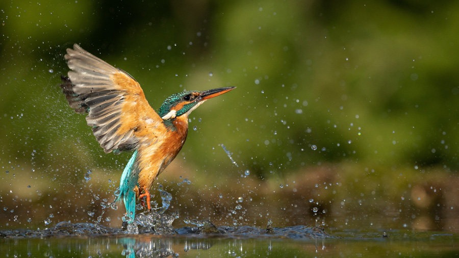 kingfisher in water
