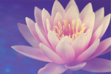 Lilly flower