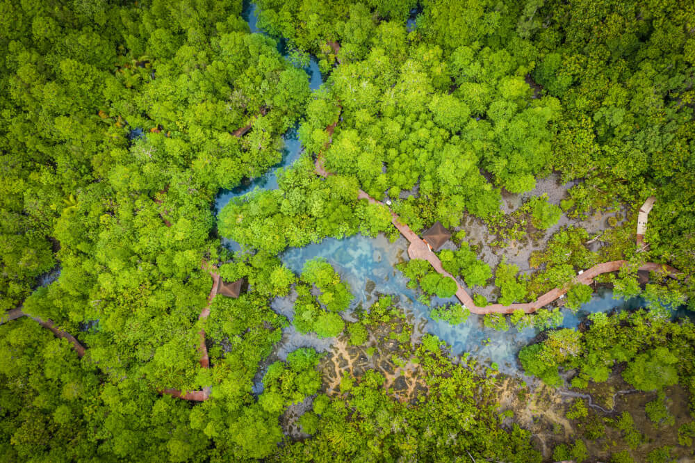 mangroves