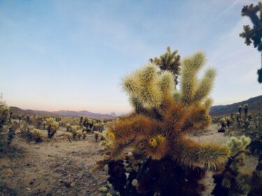 cacti in a desert