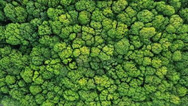 aerial view of trees