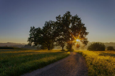 Sustainability Policy tree in sunlight