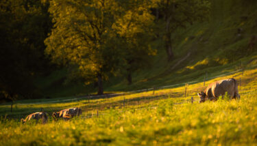 cows grazing