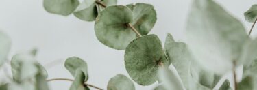 Eucalyptus