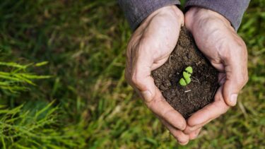 hands holding soil and sprout - carbon sinks