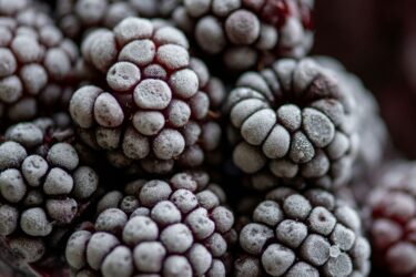 frozen berries