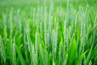 new cereal growth
