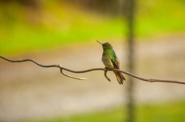 Nature Action is Critical to Protecting US$58 Trillion at Risk a hummingbird sitting on a branch