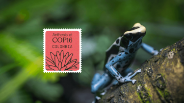 cop16 Anthesis