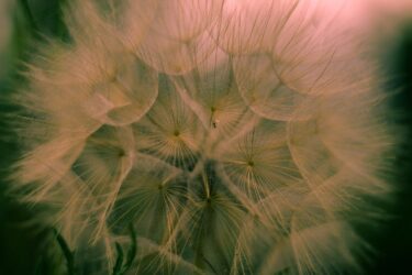 16 January | Greener Products: Strategies for Sustainable Design and Marketing close up of a dandelion