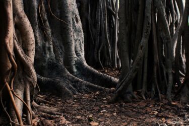Activating Sustainability | Ep 50: 2025 Sustainability Trends roots of trees