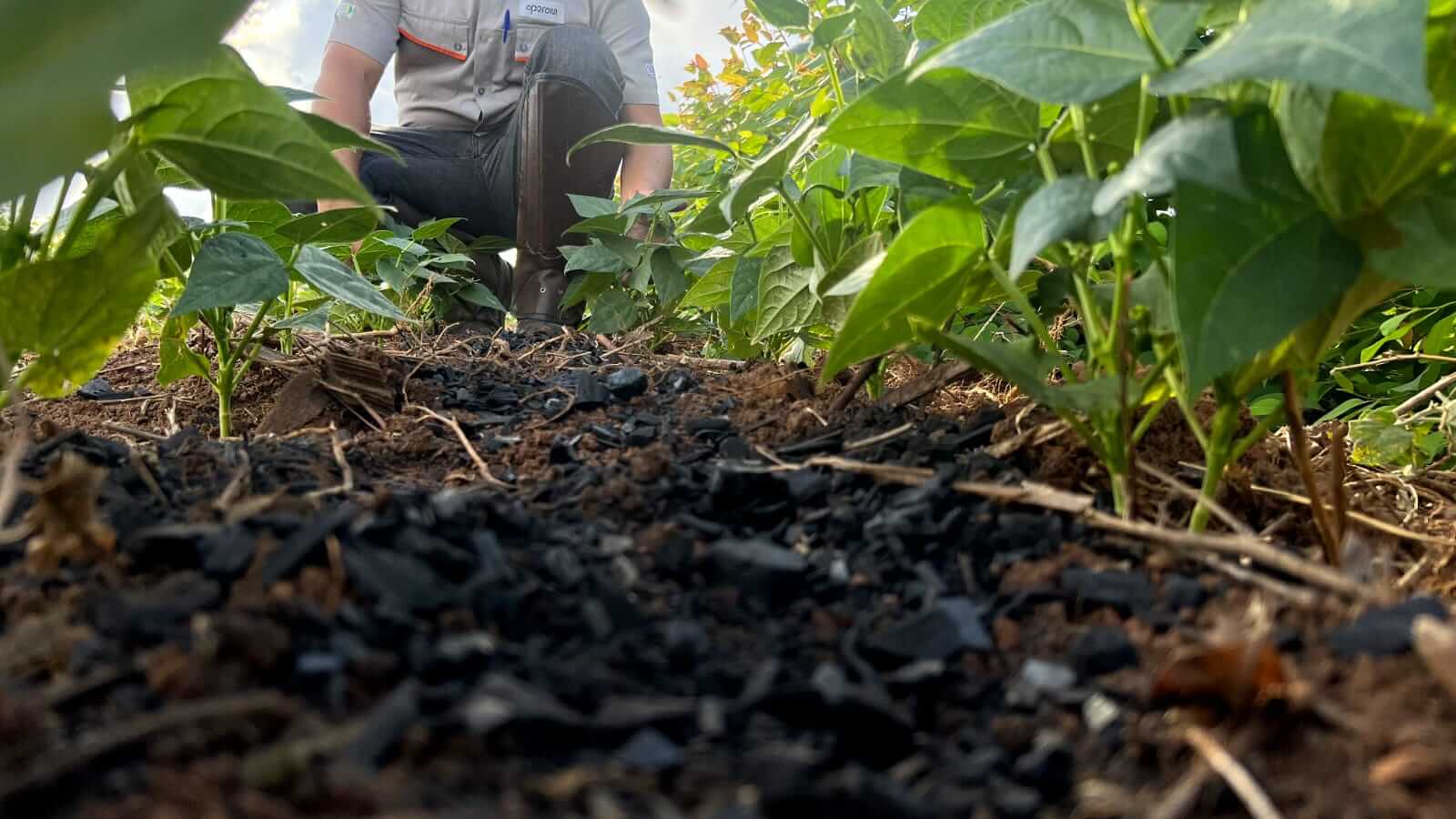 biochar