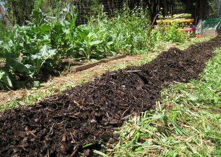 biochar