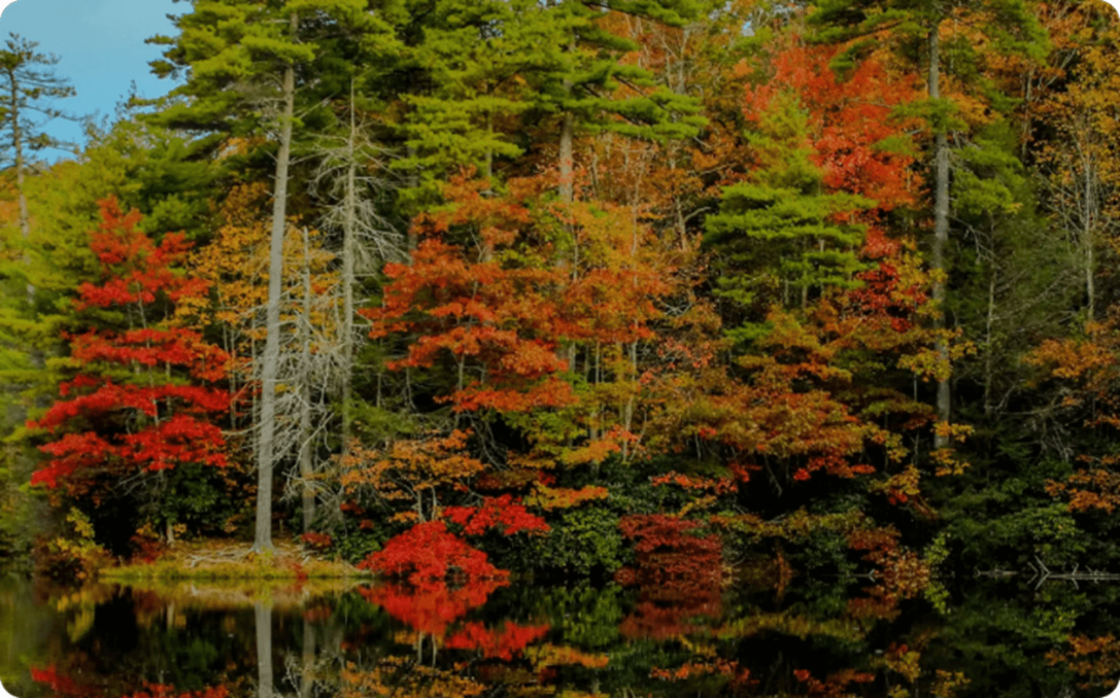 colourful autumn trees