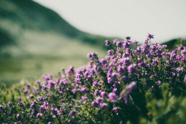 Reporting wildflower meadow