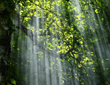 A New Era of ESG Uncertainty and Opportunity tree leaves in sunlight