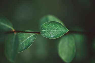 Net Zero & Decarbonisation Leaf on a vine.