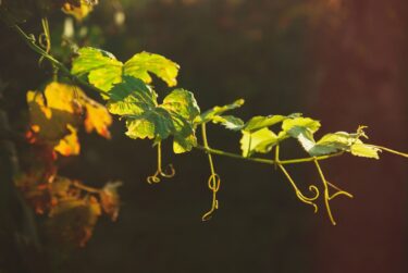 Net Zero & Decarbonisation A vine in the sun