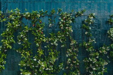 Why Sustainable Product Design Is Becoming a Business Imperative vines climbing a wall