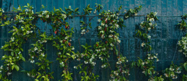 vines climbing a wall